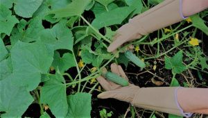 5. Magid Rose Pruning Medium Thorn Resistant Gardening iny Gloves 